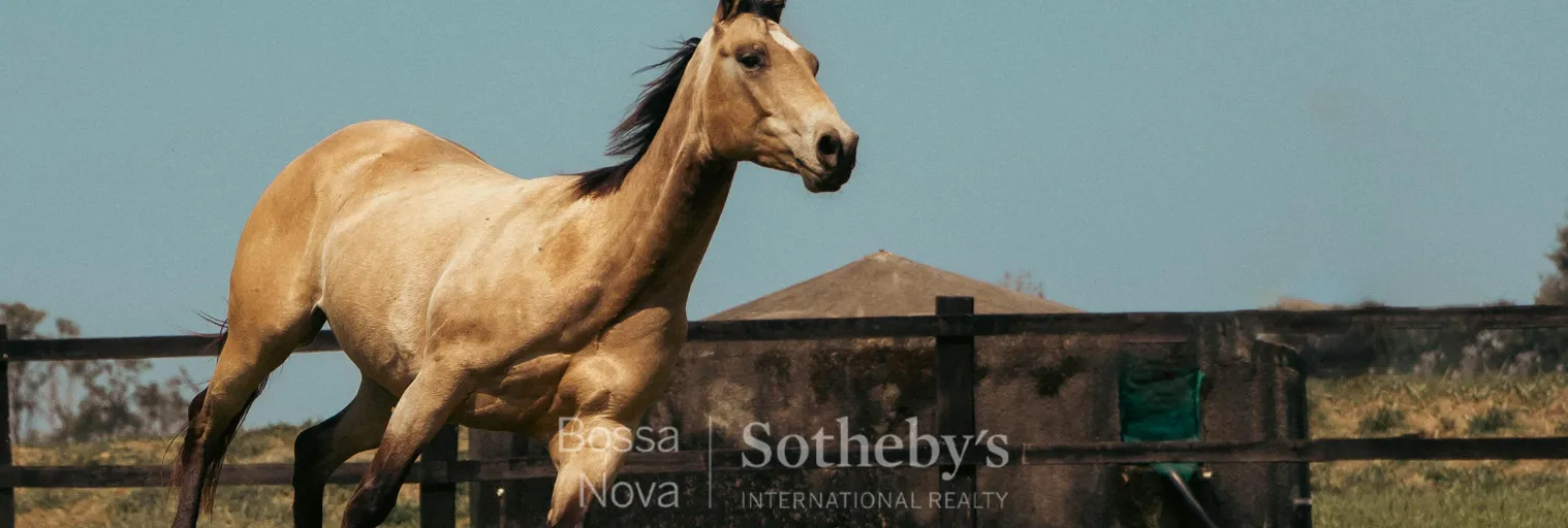 HARAS - Imagem 27