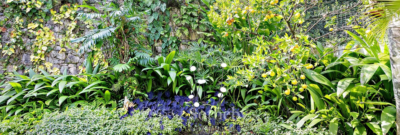 Jardim - Imagem 14