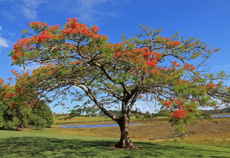 Jardim - Imagem 39