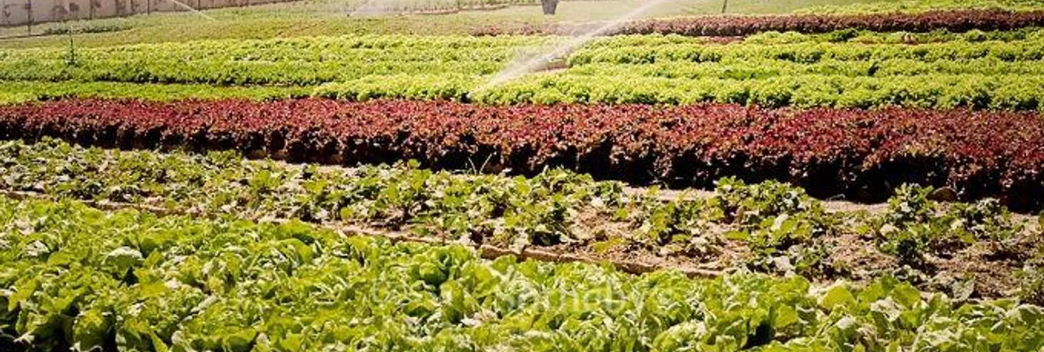 Horta - Imagem 10